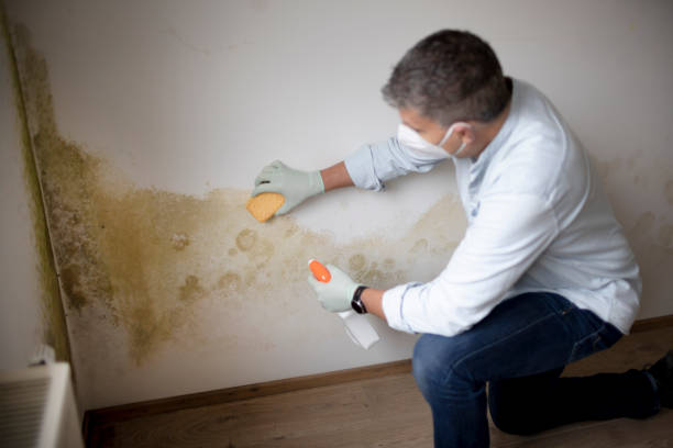 Lincoln, AL Mold Removal Company